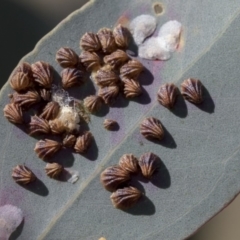 Spondyliaspis plicatuloides (Shell Lerps) at Dunlop, ACT - 1 Oct 2019 by AlisonMilton