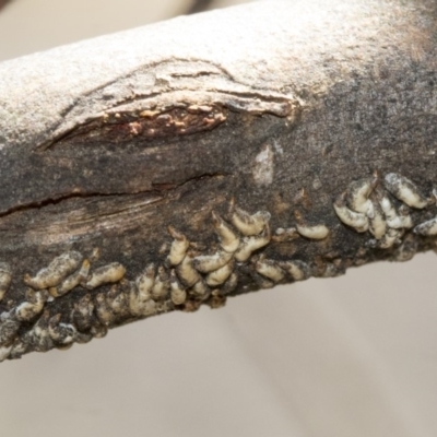 Lepidosaphes sp. (genus) (Mussel scale) at Hawker, ACT - 1 Oct 2019 by AlisonMilton