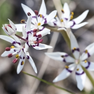 Wurmbea dioica subsp. dioica (Early Nancy) at Dunlop, ACT - 1 Oct 2019 by AlisonMilton