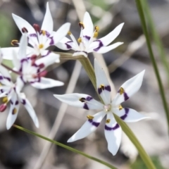 Wurmbea dioica subsp. dioica at Dunlop, ACT - 1 Oct 2019 12:26 PM