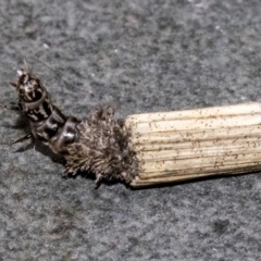 Lepidoscia arctiella (Tower Case Moth) at Dunlop, ACT - 1 Oct 2019 by AlisonMilton