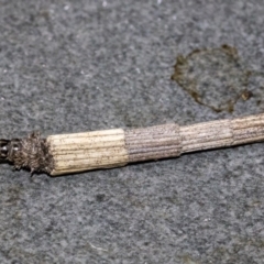 Lepidoscia arctiella at Dunlop, ACT - 1 Oct 2019 12:53 PM