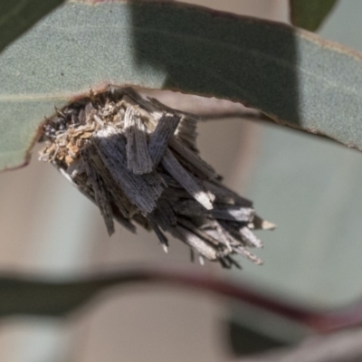 Psychidae (family) IMMATURE (Unidentified case moth or bagworm) at Dunlop, ACT - 1 Oct 2019 by AlisonMilton