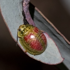 Paropsisterna fastidiosa at Dunlop, ACT - 1 Oct 2019