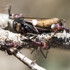 Eurymela distincta at Hawker, ACT - 1 Oct 2019 12:06 PM