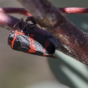 Eurymelops rubrovittata at Hawker, ACT - 1 Oct 2019