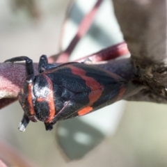 Eurymelops rubrovittata at Hawker, ACT - 1 Oct 2019