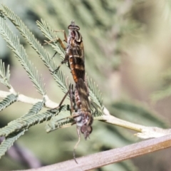 Therevidae (family) (Unidentified stiletto fly) at Dunlop, ACT - 1 Oct 2019 by AlisonMilton