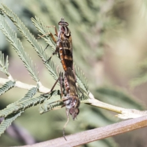 Therevidae (family) at Dunlop, ACT - 1 Oct 2019