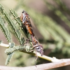 Therevidae (family) at Dunlop, ACT - 1 Oct 2019