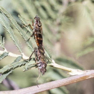 Therevidae (family) at Dunlop, ACT - 1 Oct 2019 12:41 PM