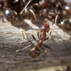 Papyrius sp (undescribed) (Hairy Coconut Ant) at Hawker, ACT - 1 Oct 2019 by AlisonMilton