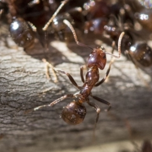 Papyrius sp (undescribed) at Hawker, ACT - 1 Oct 2019