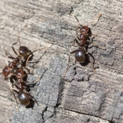 Papyrius sp (undescribed) at Hawker, ACT - 1 Oct 2019 11:31 AM