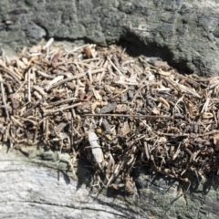 Papyrius sp (undescribed) at Hawker, ACT - 1 Oct 2019