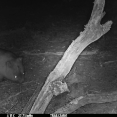 Vombatus ursinus (Common wombat, Bare-nosed Wombat) at Booth, ACT - 20 Sep 2019 by DonFletcher