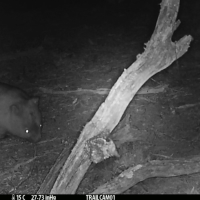 Vombatus ursinus (Common wombat, Bare-nosed Wombat) at Namadgi National Park - 20 Sep 2019 by DonFletcher