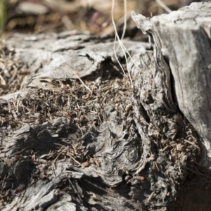 Papyrius nitidus at Hawker, ACT - 1 Oct 2019