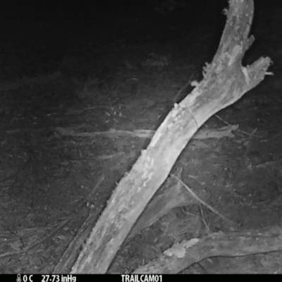 Vulpes vulpes (Red Fox) at Booth, ACT - 18 Sep 2019 by DonFletcher