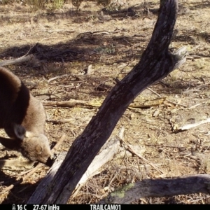 Macropus giganteus at Booth, ACT - 28 Aug 2019 11:02 PM