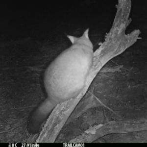 Trichosurus vulpecula at Booth, ACT - 31 Aug 2019