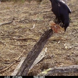 Corvus coronoides at Booth, ACT - 28 Sep 2019