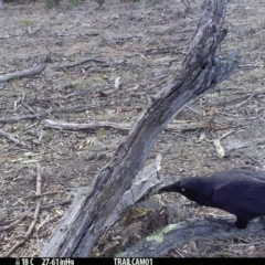 Corvus coronoides at Booth, ACT - 28 Sep 2019