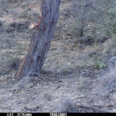 Corvus coronoides (Australian Raven) at Booth, ACT - 9 Sep 2019 by DonFletcher