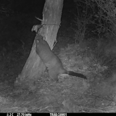 Trichosurus vulpecula (Common Brushtail Possum) at Booth, ACT - 18 Sep 2019 by DonFletcher