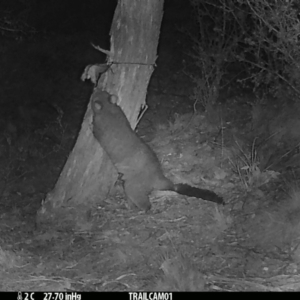 Trichosurus vulpecula at Booth, ACT - 18 Sep 2019 07:29 PM