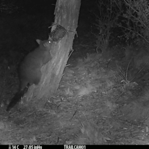 Trichosurus vulpecula at Booth, ACT - 18 Sep 2019 07:29 PM