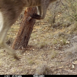 Macropus giganteus at Booth, ACT - 23 Sep 2019 08:08 AM