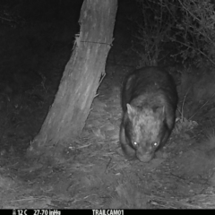 Vombatus ursinus (Common wombat, Bare-nosed Wombat) at Namadgi National Park - 13 Sep 2019 by DonFletcher