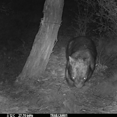 Vombatus ursinus (Bare-nosed Wombat) at Booth, ACT - 13 Sep 2019 by DonFletcher