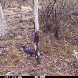 Corvus coronoides at Booth, ACT - 16 Sep 2019