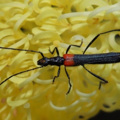 Oroderes humeralis (A longhorn beetle) at Acton, ACT - 2 Oct 2019 by TimL