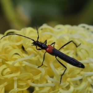 Oroderes humeralis at Acton, ACT - 2 Oct 2019 12:19 PM