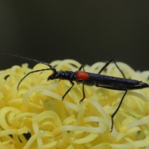 Oroderes humeralis at Acton, ACT - 2 Oct 2019 12:19 PM