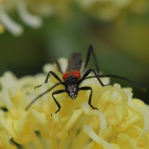 Oroderes humeralis at Acton, ACT - 2 Oct 2019 12:19 PM