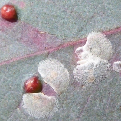 Cardiaspina albitextura (White Lace Lerp) at Symonston, ACT - 3 Oct 2019 by Christine