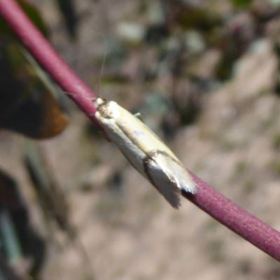 Philobota undescribed species near arabella (A concealer moth) at Symonston, ACT - 3 Oct 2019 by Christine