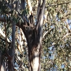 Callocephalon fimbriatum (Gang-gang Cockatoo) at Campbell, ACT - 3 Oct 2019 by Kym