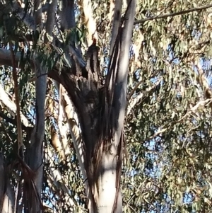 Callocephalon fimbriatum at Campbell, ACT - 4 Oct 2019