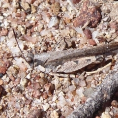 Pycnostictus seriatus (Common Bandwing) at Symonston, ACT - 3 Oct 2019 by Christine