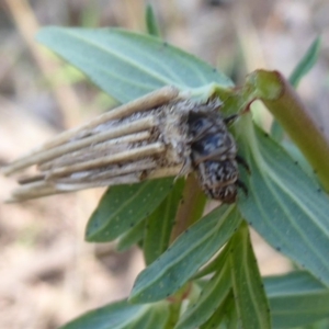 Psychidae (family) IMMATURE at Symonston, ACT - 3 Oct 2019 11:47 AM