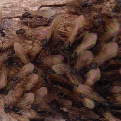 Papyrius nitidus (Shining Coconut Ant) at Symonston, ACT - 3 Oct 2019 by Christine