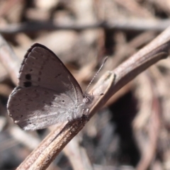 Erina hyacinthina (Varied Dusky-blue) at Point 4999 - 3 Oct 2019 by Christine