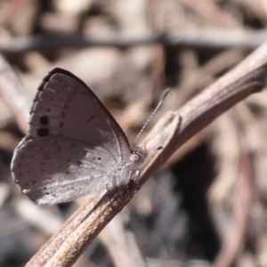 Erina hyacinthina at Undefined Area - 3 Oct 2019 01:02 PM