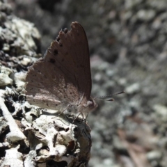 Erina hyacinthina at Undefined Area - 3 Oct 2019 01:02 PM