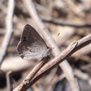 Erina hyacinthina at Undefined Area - 3 Oct 2019 01:02 PM